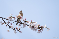 桜と花鶏8