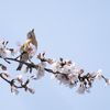 桜と花鶏8