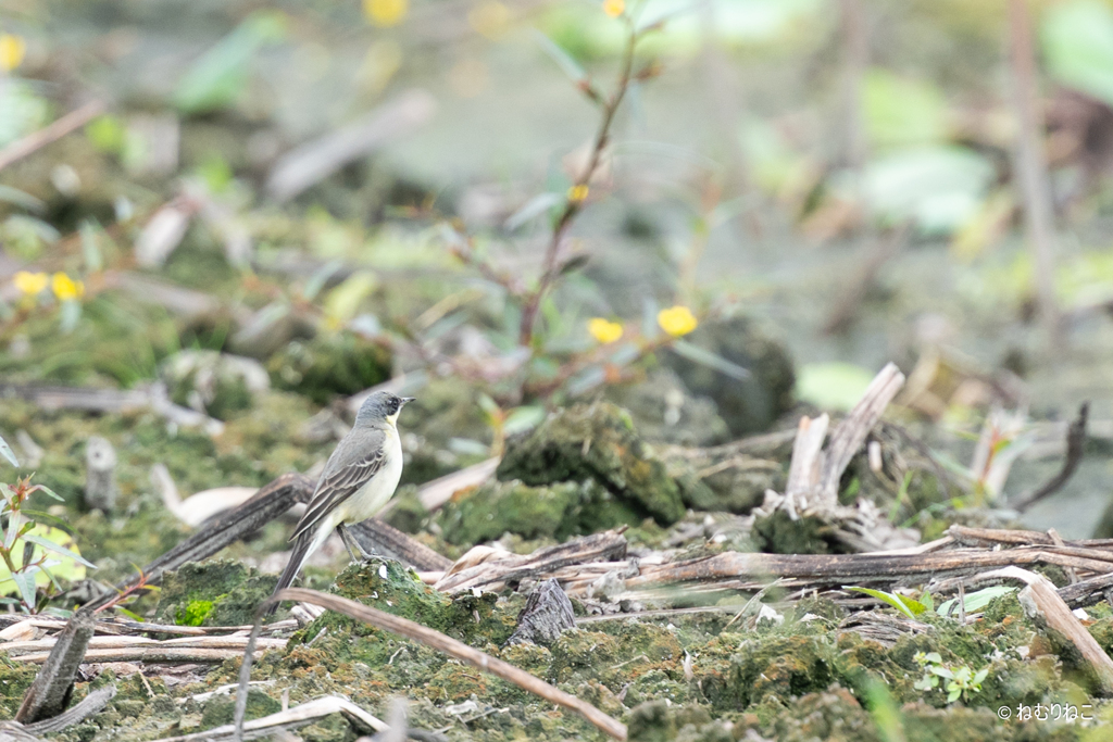 キタツメナガセキレイ1