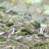 キタツメナガセキレイ1