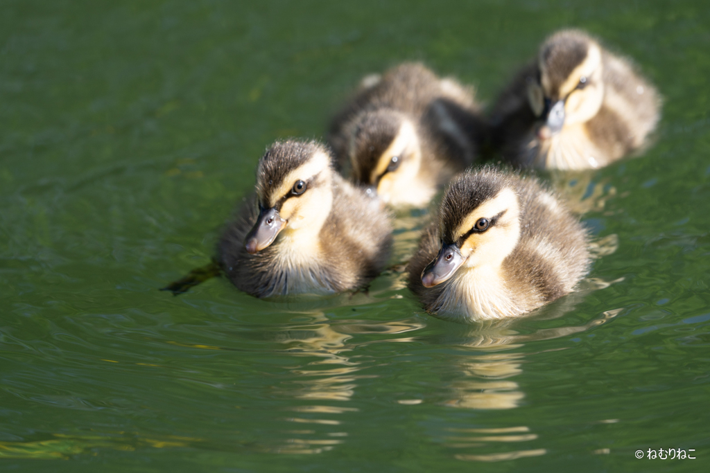 カルガモ親子5