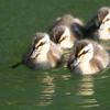 カルガモ親子5