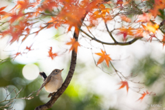 ニシオジロビタキ2