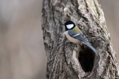 シジュウカラ１