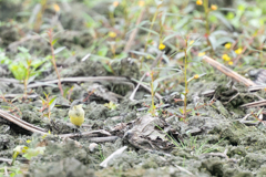 マミジロツメナガセキレイ マミジロツメナガセキレイ