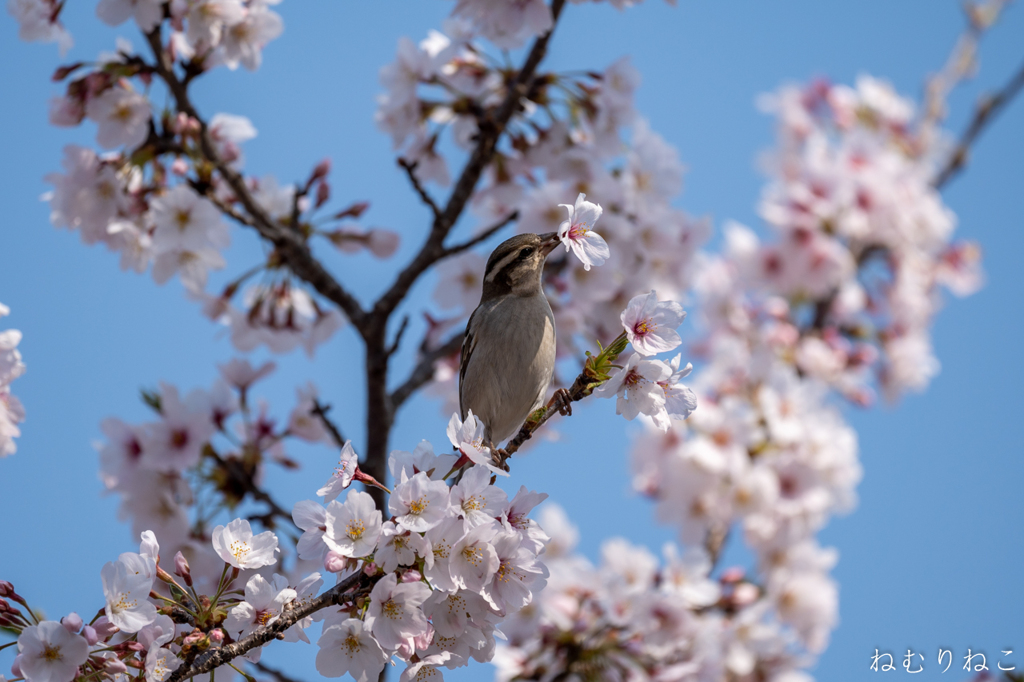 桜ニュウナイズズメ１