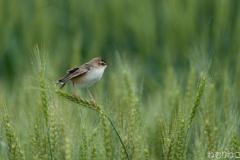 雨粒と麦セッカ4