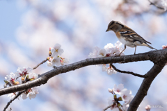 桜と花鶏6