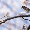 桜と花鶏6