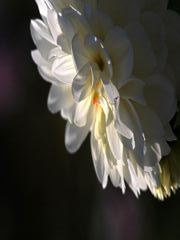 IMG_0453_edited-1_R