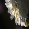IMG_0453_edited-1_R