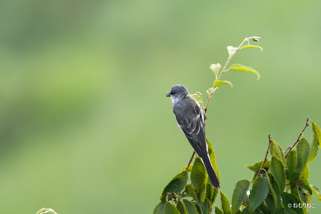 サンショウクイ1