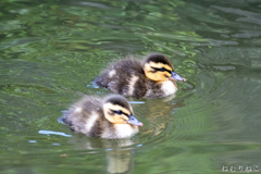 カルガモの子供６