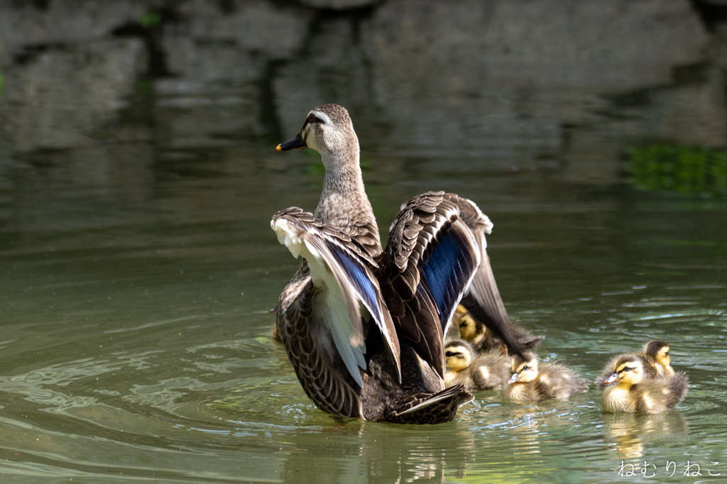 カルガモの親子１
