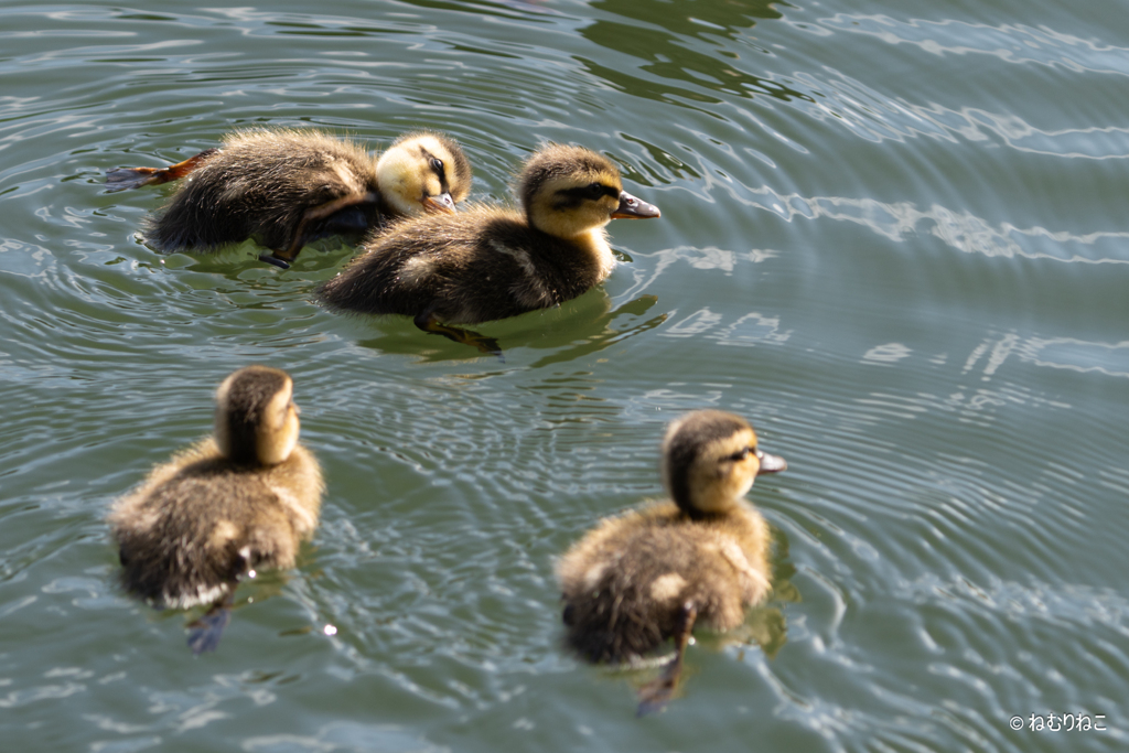 カルガモ親子1