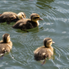カルガモ親子1