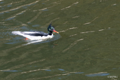 コウライアイサ6