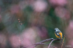 梅のジョウビタキ3