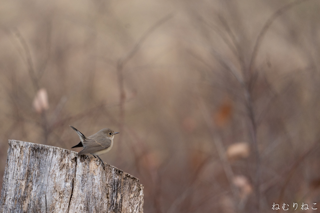 ニシオジロビタキ６