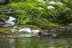 渓流のカワガラス1