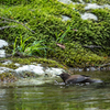 渓流のカワガラス1