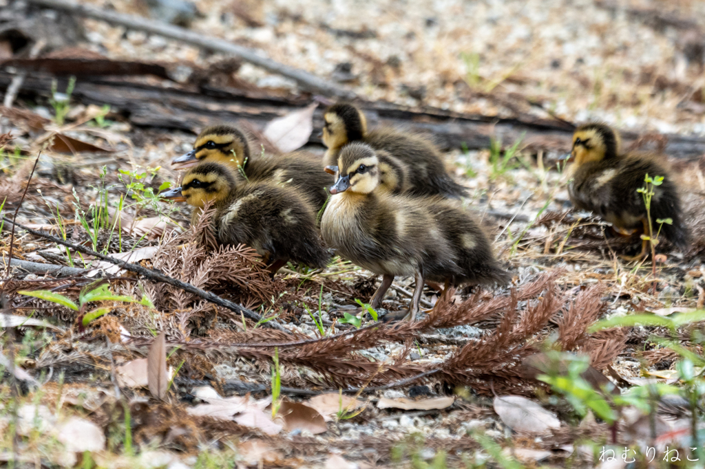 カルガモの子供２