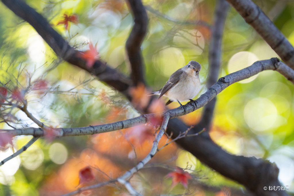 ニシオジロビタキ8