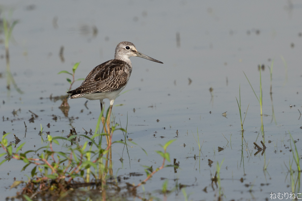 アオアシシギ2