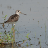アオアシシギ2