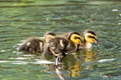 カルガモの子供４