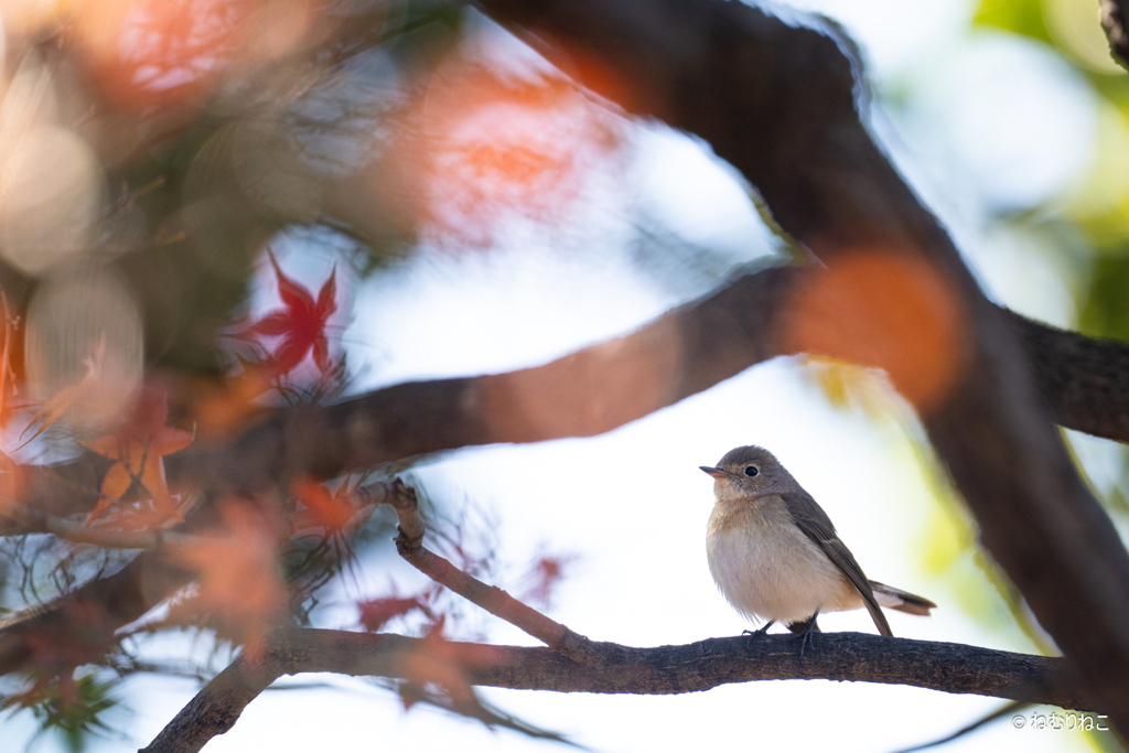 ニシオジロビタキ4