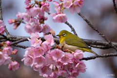 河津桜にメジロ4