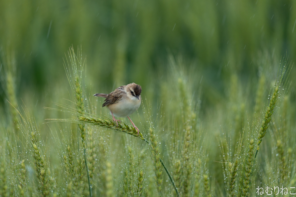 雨粒と麦セッカ5