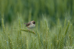 雨粒と麦セッカ5