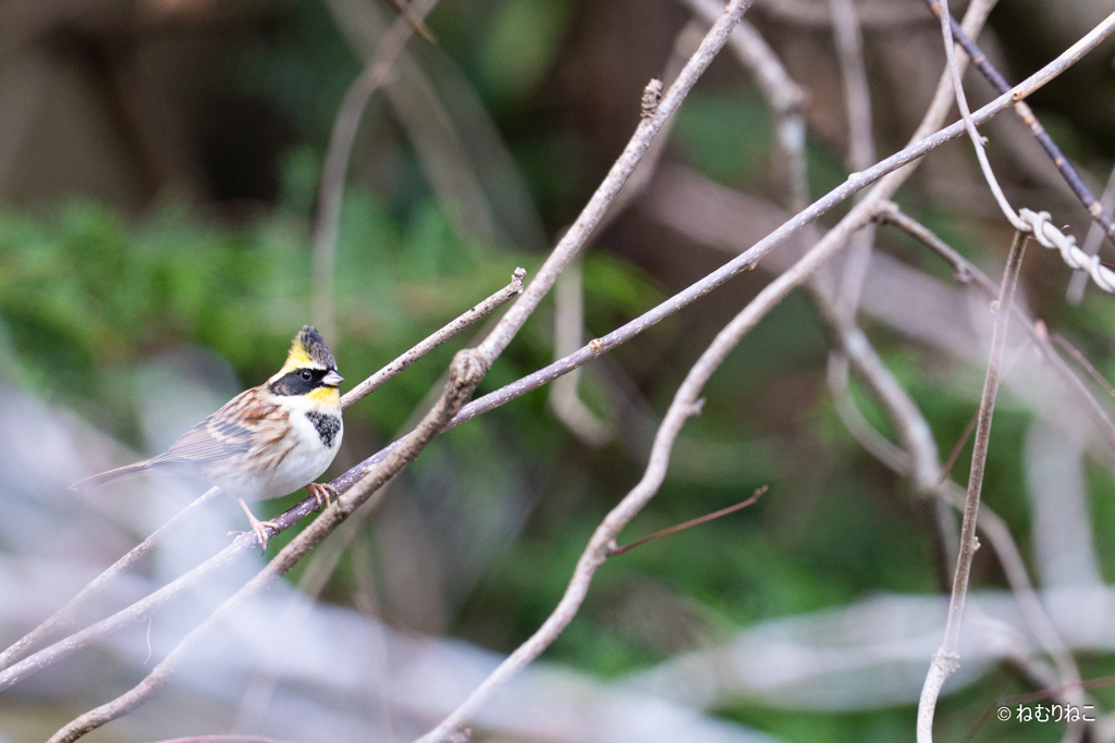 ミヤマホオジロ2