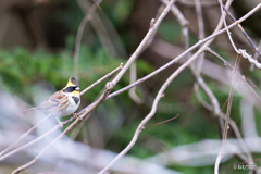 ミヤマホオジロ2