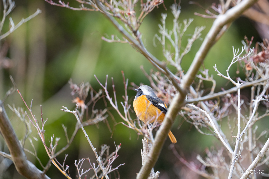ジョウビタキ2