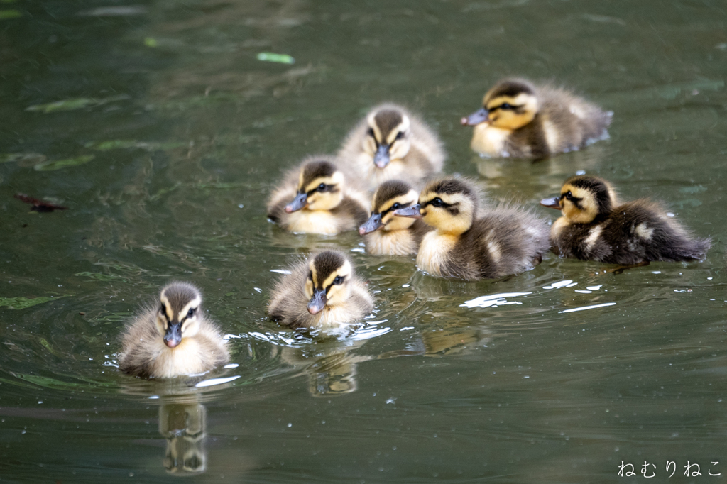 カルガモの子供１