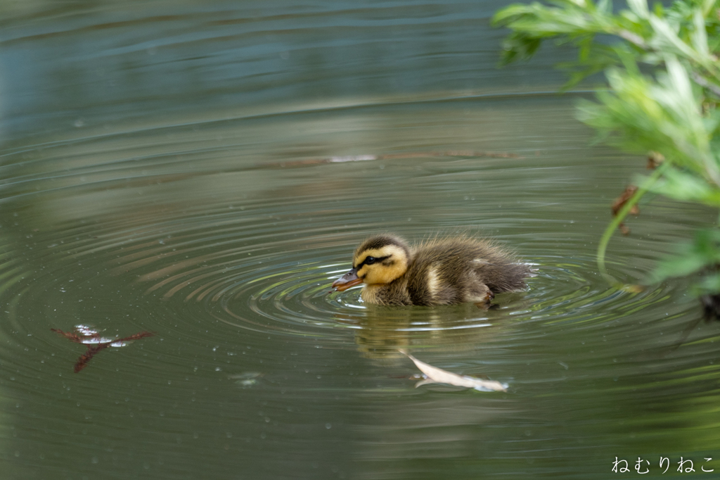 カルガモの子供８