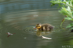 カルガモの子供８