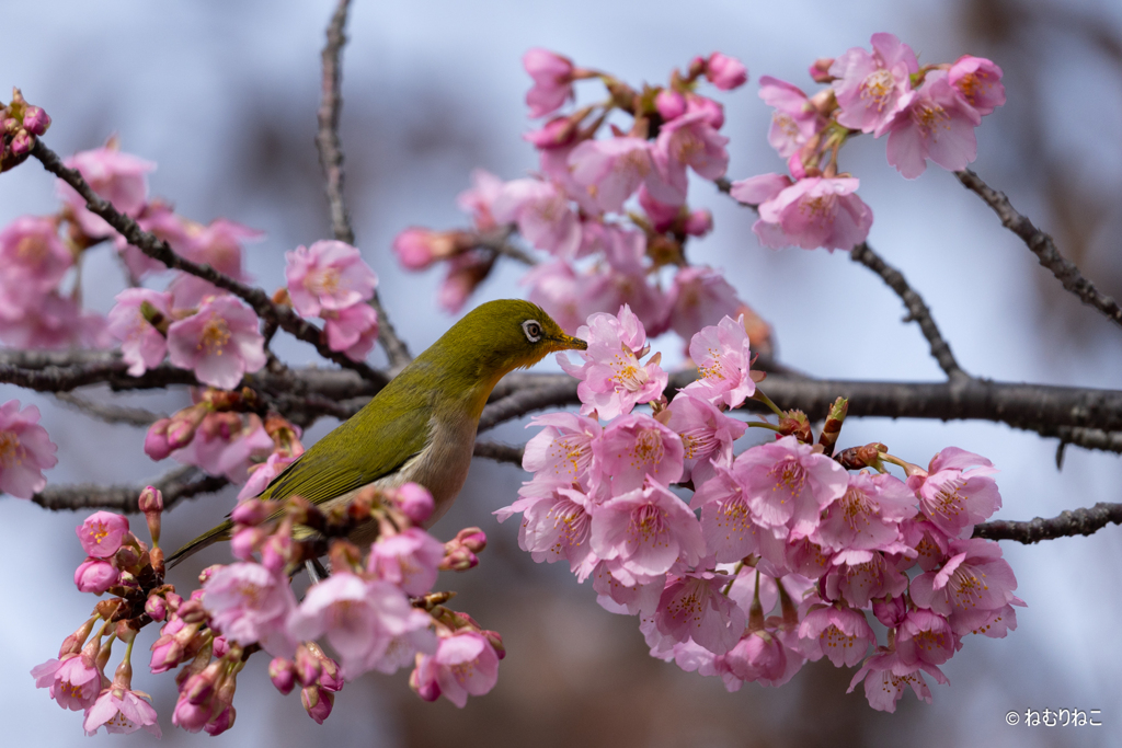 河津桜にメジロ2