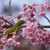 河津桜にメジロ2