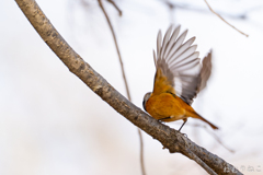 ジョウビタキ飛翔