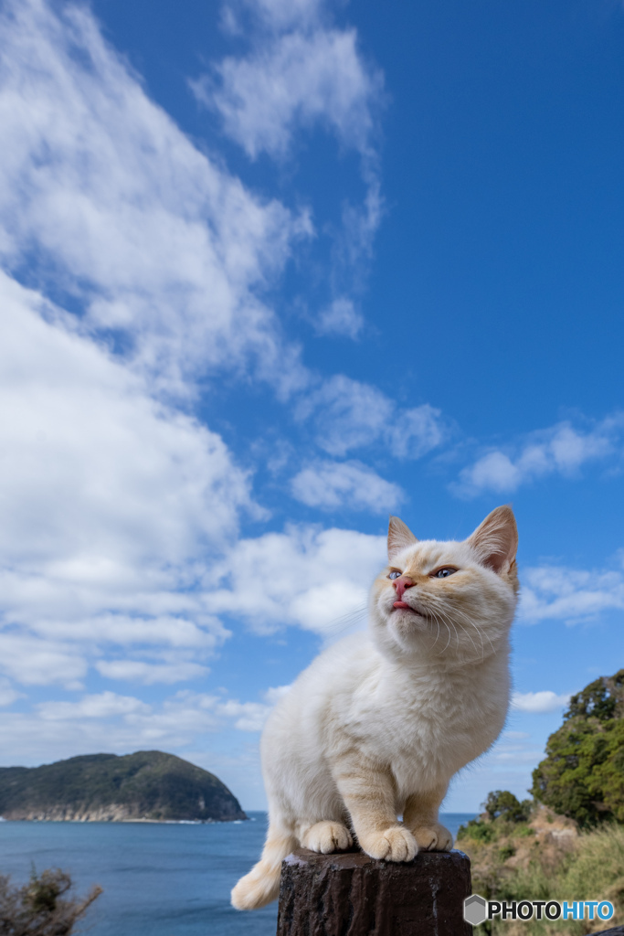 いいお天気ですニャ