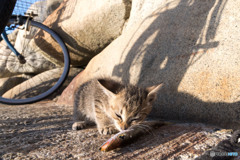 美味しいお魚
