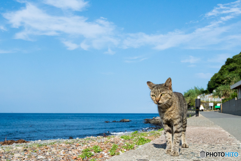 夏空とネコさん