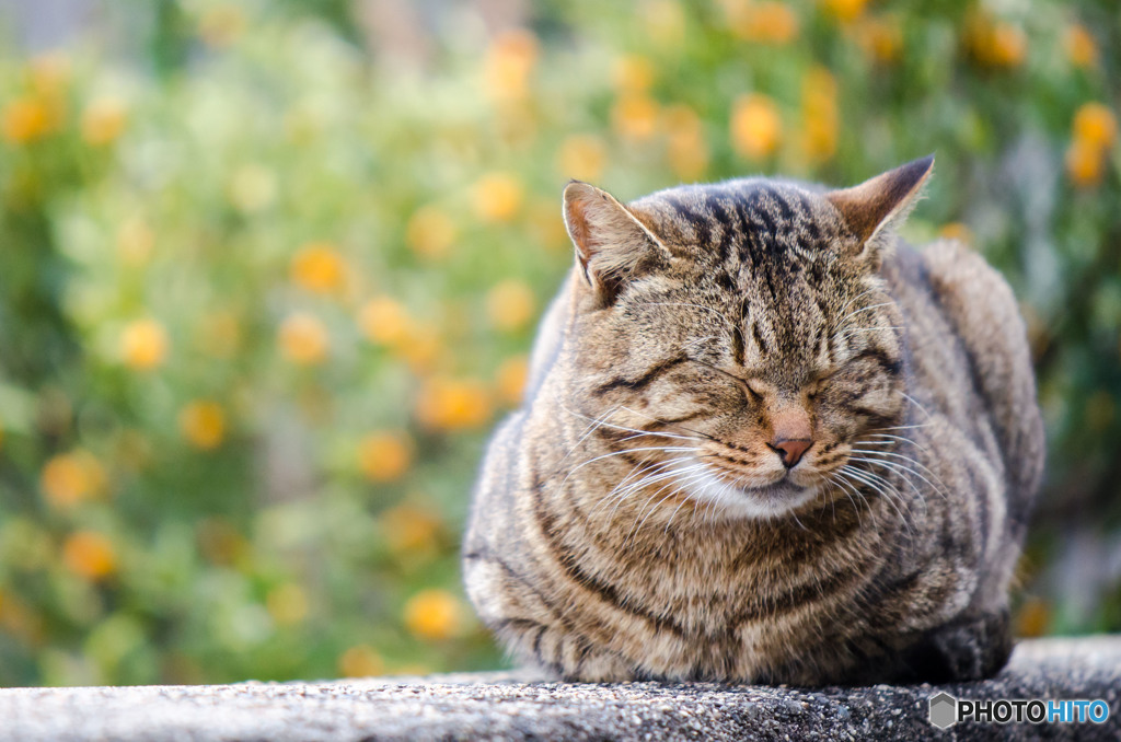 眠たいっす