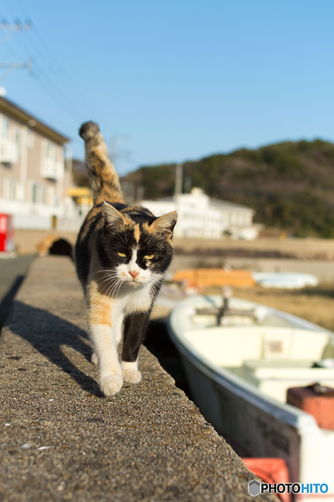 ミーさんがやって来た