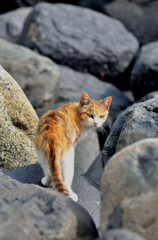 ついてくるなよ