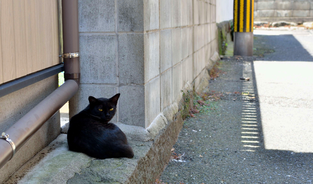 休憩中のクロさん